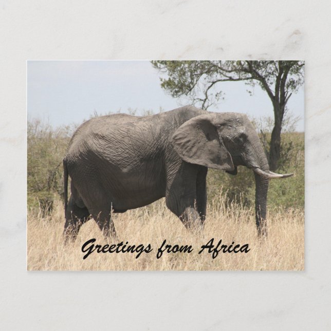 Postal saludos de colmillo de elefante africano (Anverso)