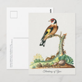 Postal Saludos de Jilguero Dorado Antiguo