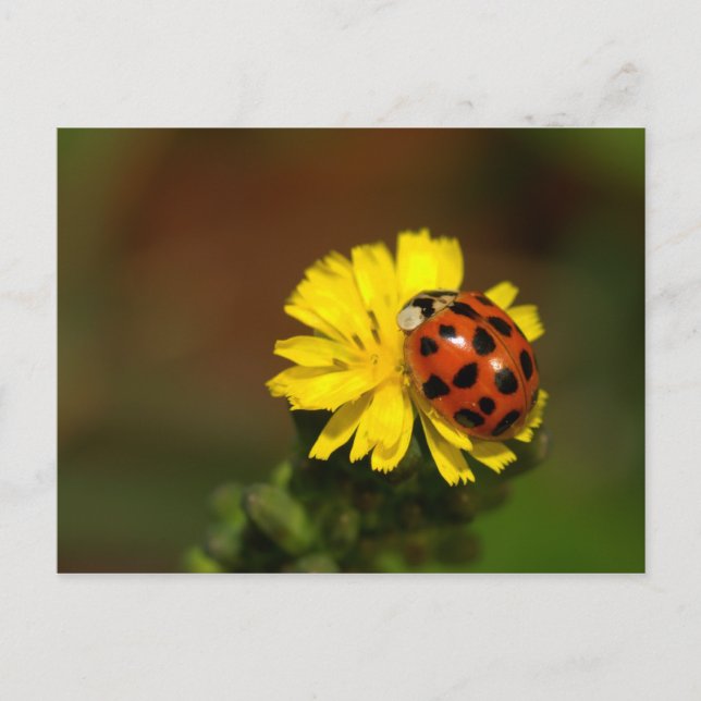 Postal Saludos de Ladybug (Anverso)