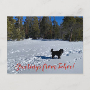 Postal ¡Saludos de nieve desde la ciudad de Tahoe!