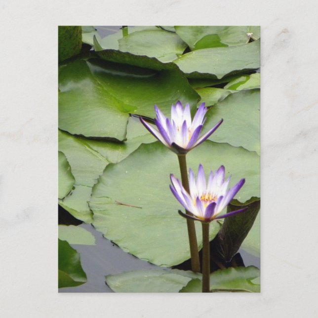 Postal Saludos de One/Lotus Blooms para todas las ocasion (Anverso)