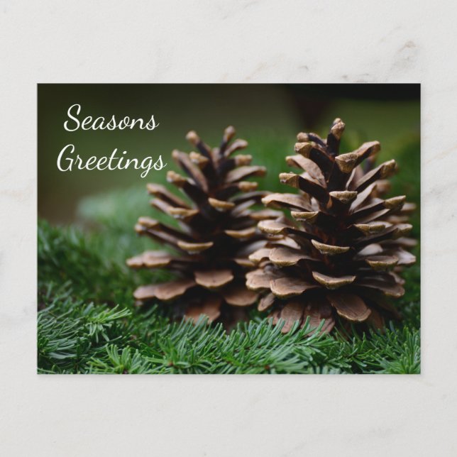 Postal Saludos de Pine Cone Seasons (Anverso)
