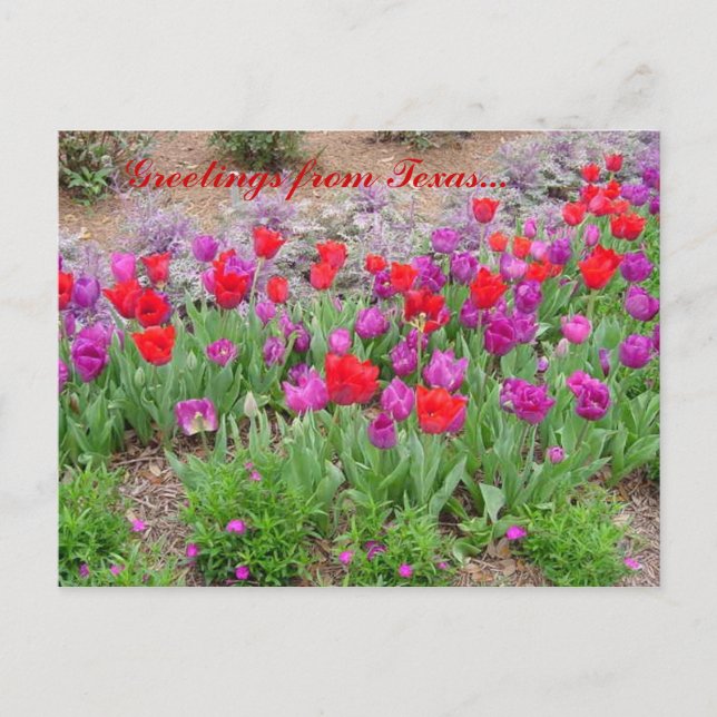 Postal Saludos de RED TeXaS (Anverso)