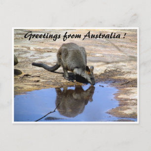 Postal saludos de reflexión de wallaby