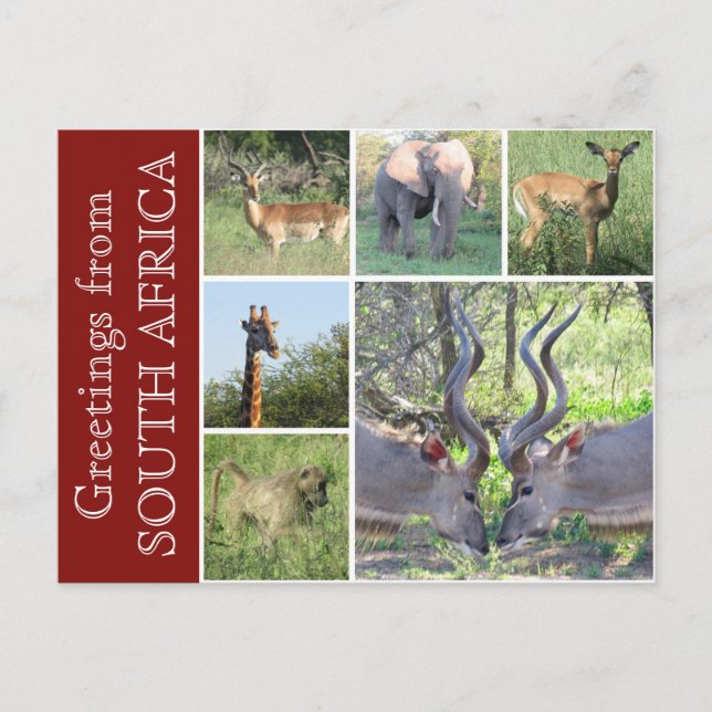 Postal saludos de sudáfrica (Anverso)