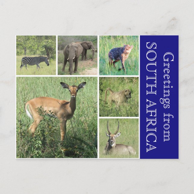 Postal saludos de sudáfrica (Anverso)