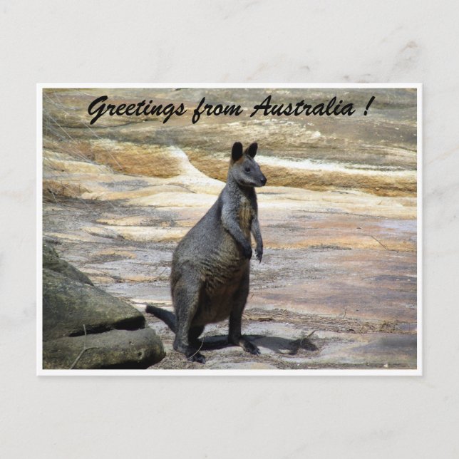 Postal saludos de wallaby (Anverso)