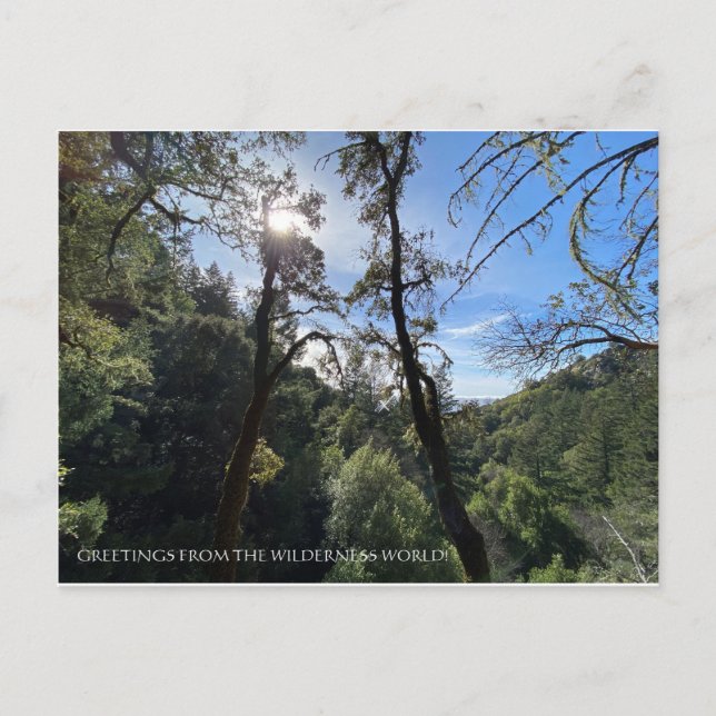 POSTAL ¡SALUDOS DEL MUNDO SALVAJE! (Anverso)