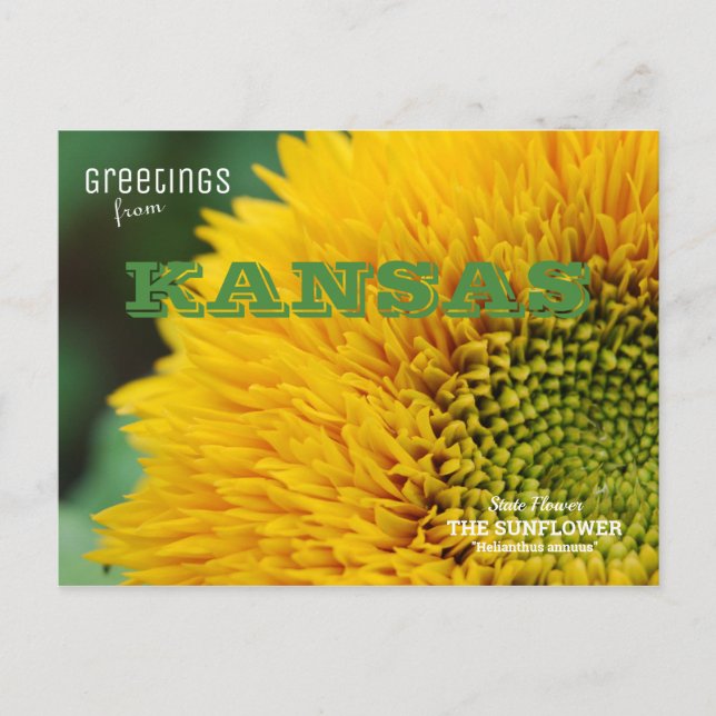 Postal Saludos del Sunflower de Kansas (Anverso)