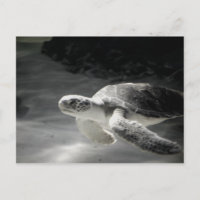 Saludos del tanque de tortuga