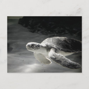 Postal Saludos del tanque de tortuga