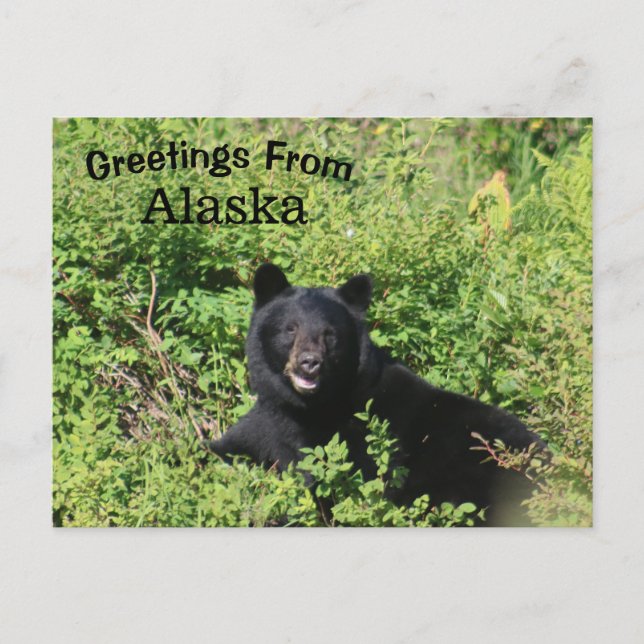 Postal Saludos desde Alaska - Oso Negro en los arbustos d (Anverso)