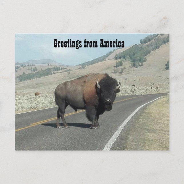 Postal Saludos desde América - Bison (Anverso)