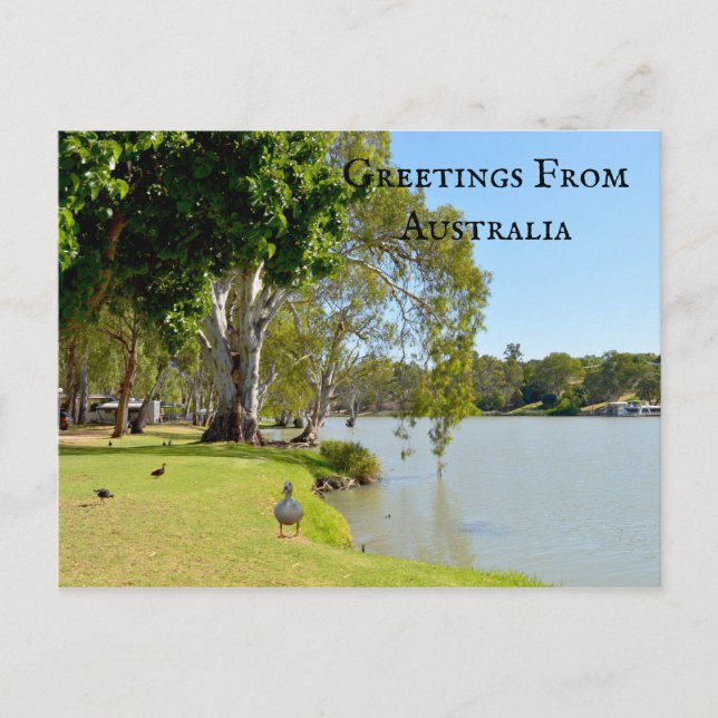 Postal Saludos desde Australia River Murray Ducks, (Anverso)