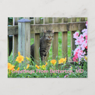 Postal Saludos desde Betterton, MD Cat Photography