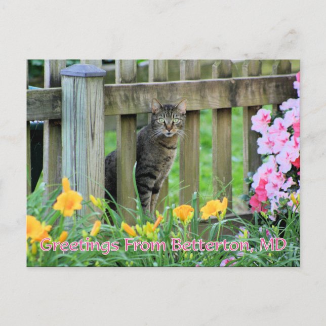 Postal Saludos desde Betterton, MD Cat Photography (Anverso)