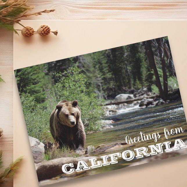 Postal Saludos desde California Grizzly Bear (Subido por el creador)