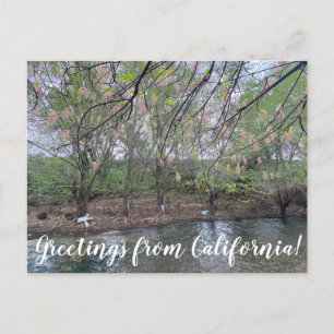 Postal Saludos desde California: Putah Creek