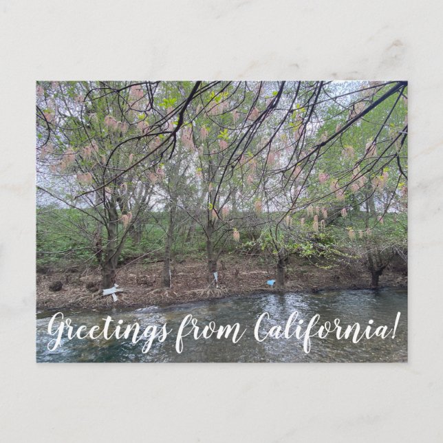 Postal Saludos desde California: Putah Creek (Anverso)
