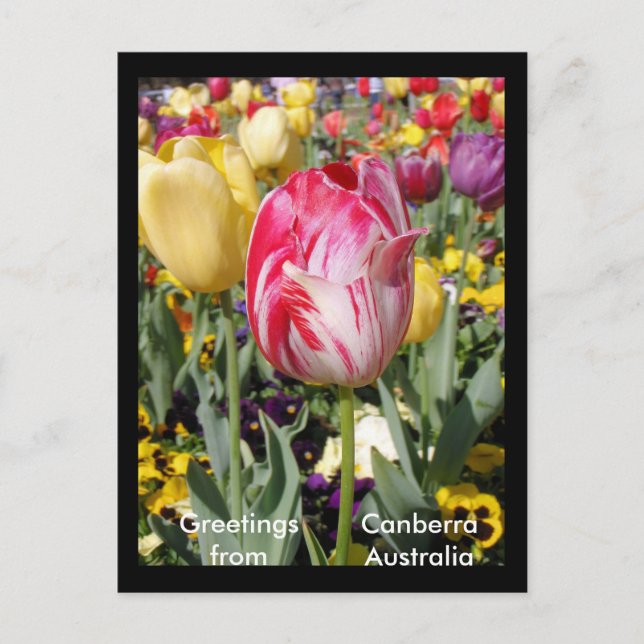 Postal Saludos desde Canberra Australia (Anverso)