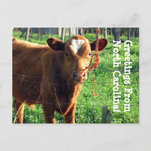 Postal ¡Saludos Desde Carolina Del Norte! (Anverso)