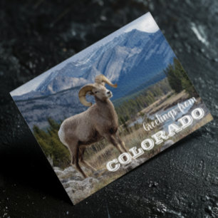 Postal Saludos desde Colorado Bighorn sheep