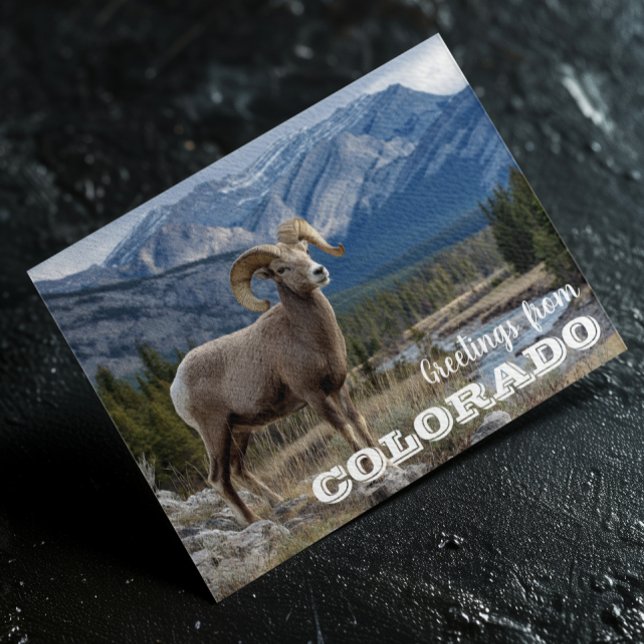 Postal Saludos desde Colorado Bighorn sheep (Subido por el creador)