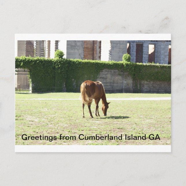 Postal Saludos desde Cumberland Island GA (Anverso)