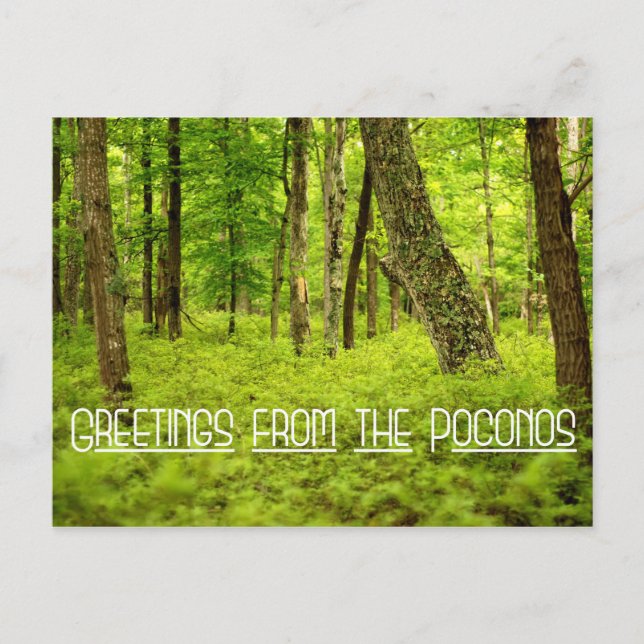 Postal Saludos desde el Bosque de Verano de Poconos (Anverso)