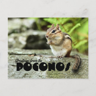 Postal Saludos desde el mischievoso Chipmunk Poconos