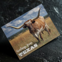 Saludos desde el toro Longhorn de Texas