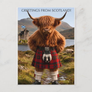 Postal "Saludos desde Escocia" Diseño de Vaca de las Tier