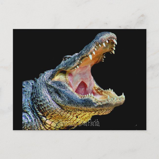 Postal Saludos desde Florida (Anverso)