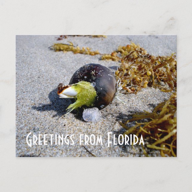 Postal Saludos desde Florida (Anverso)