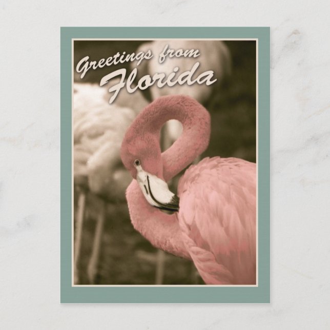 Postal Saludos desde Florida (Anverso)