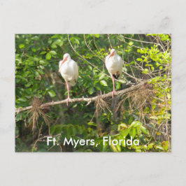 Postal ¡Saludos desde Florida!