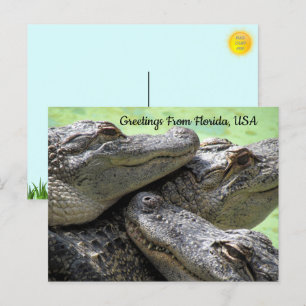Postal Saludos desde Florida Alligator