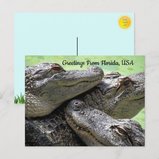 Postal Saludos desde Florida Alligator (Anverso / Reverso)