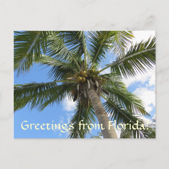 Postal Saludos desde FLorida / palmera de coco (Anverso)