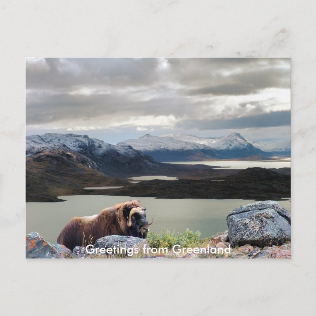 Postal Saludos desde Groenlandia 13 (Anverso)