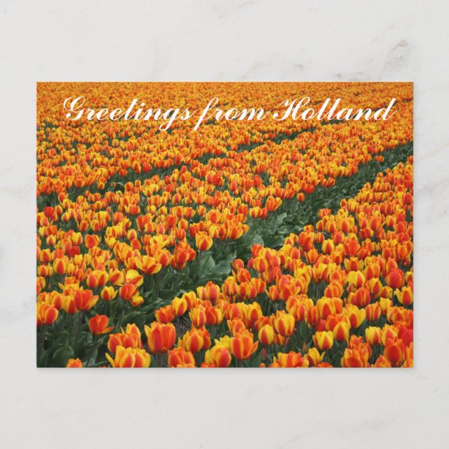 Postal "Saludos desde Holanda" (Anverso)