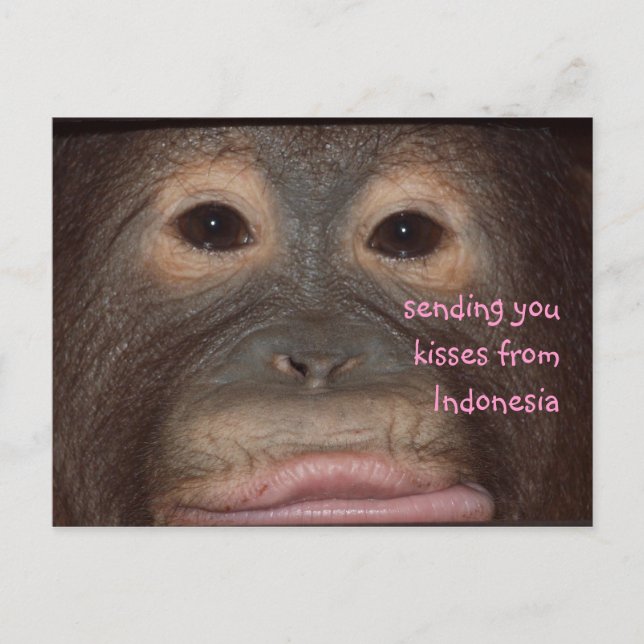 Postal Saludos desde Indonesia desde los besos de Orangut (Anverso)