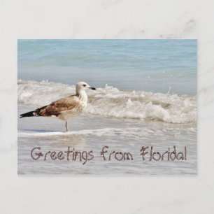 Postal Saludos desde la gaviota Miami de Florida