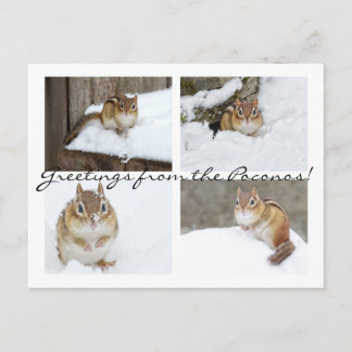 Postal ¡Saludos desde los Poconos! Snowy Chipmunk Collage