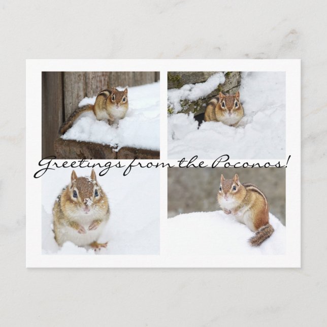 Postal ¡Saludos desde los Poconos! Snowy Chipmunk Collage (Anverso)