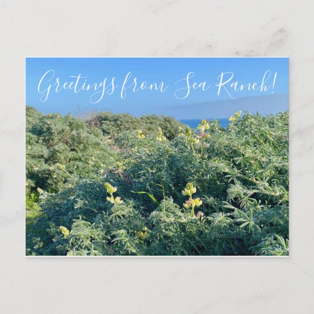 Postal ¡Saludos desde Sea Ranch! (Anverso)
