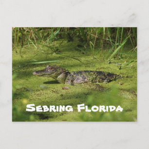 Postal Saludos desde Sebring Florida