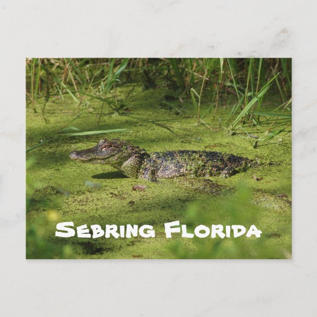 Postal Saludos desde Sebring Florida (Anverso)