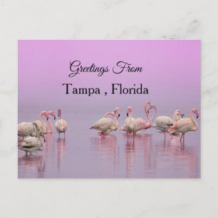 Postal Saludos desde Tampa, Florida, Flamingo