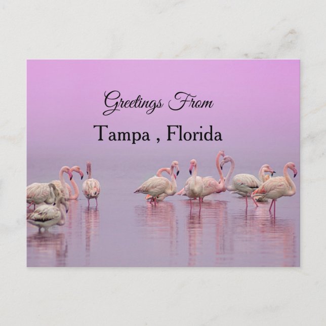 Postal Saludos desde Tampa, Florida, Flamingo (Anverso)